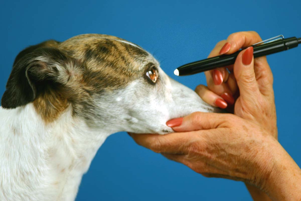 StepbyStep The Neurologic Examination Clinician's Brief